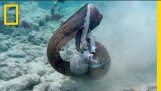 Змиорка Moray срещу октопод и водолаз