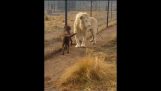 A lion greets a dog
