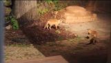 Fox valpar leker med hundens boll