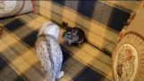 Cat and chinchilla