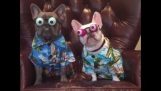 अजीब चश्मे के साथ कुत्तों