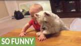 Cão e do bebê confronto épico para o último pedaço de frango