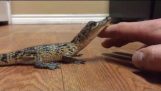 Baby Crocodile Likes to be Pet