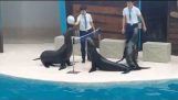 Seals Play volleyball