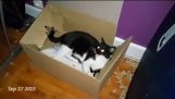 Elliot cat vs Box