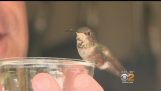 L'uomo va aiutato la distanza per piccoli colibrì suo cane Rescue