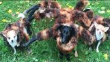 उत्परिवर्ती विशाल मकड़ी कुत्ता वापस हेलोवीन शरारत है