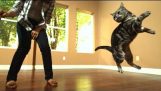 Awesome Cats In Slow Motion (1,500fps)
