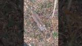 Un cazador encuentra un lince en un árbol