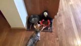 Owner Pranks Dog With Halloween Candy Bowl