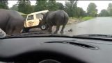 사파리 공원에서 사람들의 두 코뿔소 거의 충전 속 자동차