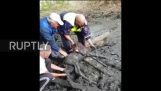 Rescue of a foal in the mud (Russia)