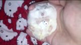 This Tiny Hamster Snoozing With Her Hamsteddy Bear Will Lull You to Sleep