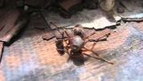 Halshugget hveps griber sit hoved før flyvende væk