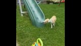 Pies próbuje uruchomić się slajd