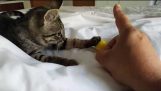 Brincalhão gatinho salvado Reproduz Então Snuggles com gato