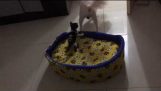 Kitten Mostra chefe do cão que