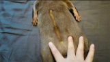 Draw on the belly of an otter