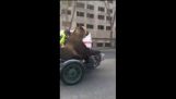 Медведь путешествует по коляске