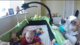 Cute and funny dog turns this little baby’s crib into a ballpit