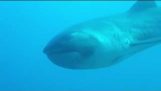 Дайвер плями рідкісні Megamouth акула off Індонезія ’ s Комодо