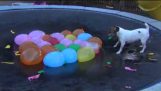 犬が水風船を攻撃します。