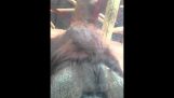 Орангутанг цілує вагітній жінці ’ s живота