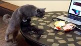 How to Wean Your Cat to From Walking On the Table