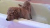 ゴールデン ・ リトリーバーの子犬は自分自身にお風呂を与える