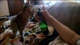 Kitty abridor de garrafas