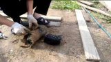 Stuck hedgehog rescue