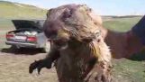 As shouts groundhog / How marmot screams