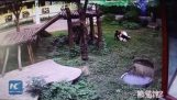 Man springt in panda den, wordt aangevallen door reuzenpanda