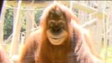 uśmiechający się orangutan