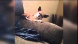 Sleepy Dog fällt von Couch