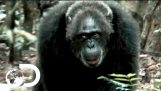 Большинство Brutal Шимпанзе Общество Ever Обнаружен | Восстание Воина обезьян