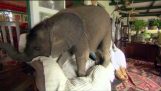 Baby elephant causes havoc at home
