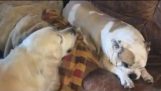 En Bulldog & en Golden Retriever forhandle der vil mødes med sofaen på naptime