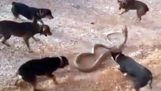 Tülekedés vadon élő óriás kobra-val egy teletöm-ból kutyák voltak videóra, Thaiföld
