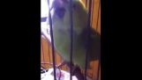 De reactie van de parrot, na het verschijnen van een baby in het huis