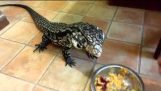 Tegu feed with a spoon