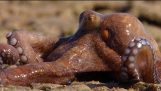 غير عادي الأخطبوط تحيط لاند – الصيد – بي بي سي الأرض
