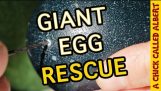 Пробиване на отвор в живия Egg… за да го спаси