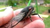 Cicada Gespeichert Von Vogel