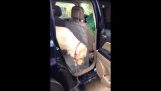 Собака допомагає інших собак з автомобіля