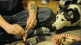 Husky begging per pollo