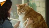 פגוש עומר, החתול הארוך בעולם