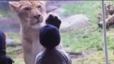 הילדים בגן החיות