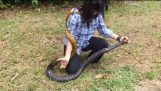 Badass nő foglalkozik 6ft hosszú kígyó