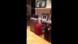 Funny cat stuck in a suitcase